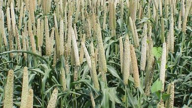 Millets