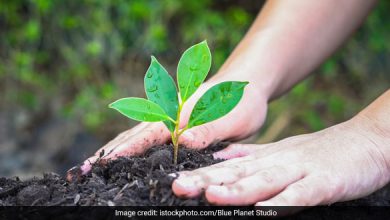 Naveen Plants Peepal