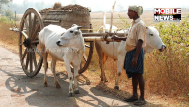 Bullock Cart