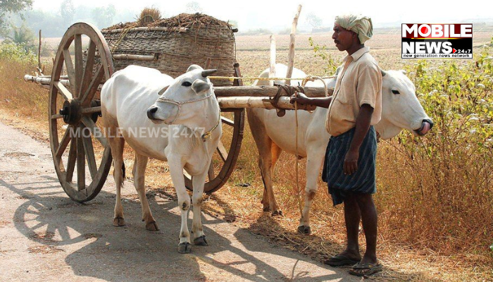 Bullock Cart