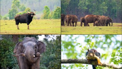 Similipal National Park