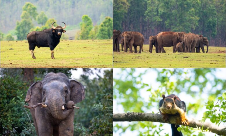 Similipal National Park