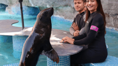 #SurbhiChandna #DolphinEncounter #AbuDhabiDiaries #FeelGoodOriginals #IshtamSong