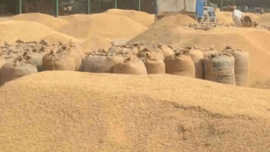 #IndiaAgriculture #RecordFoodgrainProduction #FarmersWelfare #MSPHike #AgriGrowth2025