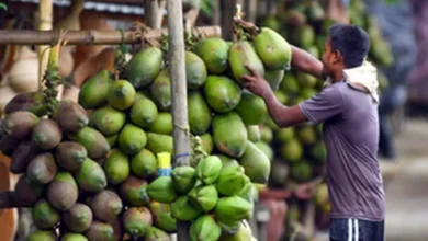 Coconut prices double