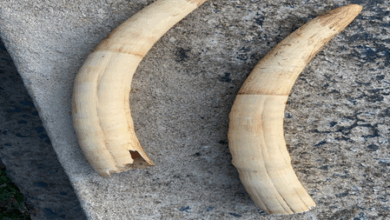 #WildlifeCrime #ElephantTusksSeized #OdishaSTF #StopPoaching #SaveElephants #ForestProtection