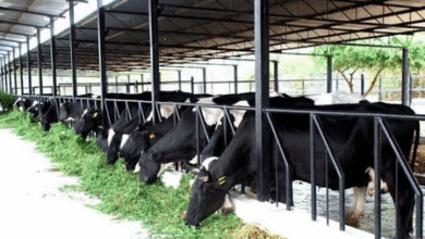 dairy sector