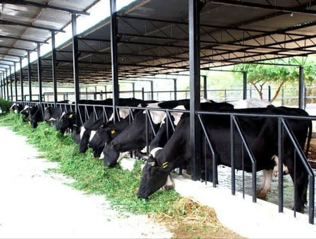 dairy sector