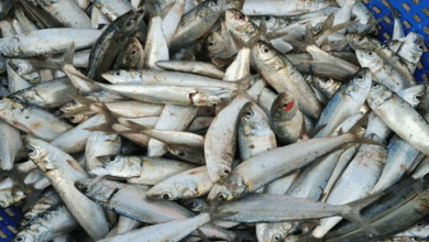 ICAR-Central Marine Fisheries Research Institute