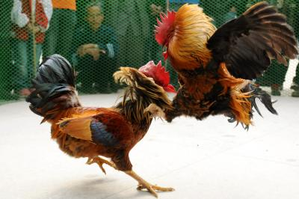 Cockfighting Animal Cruelty